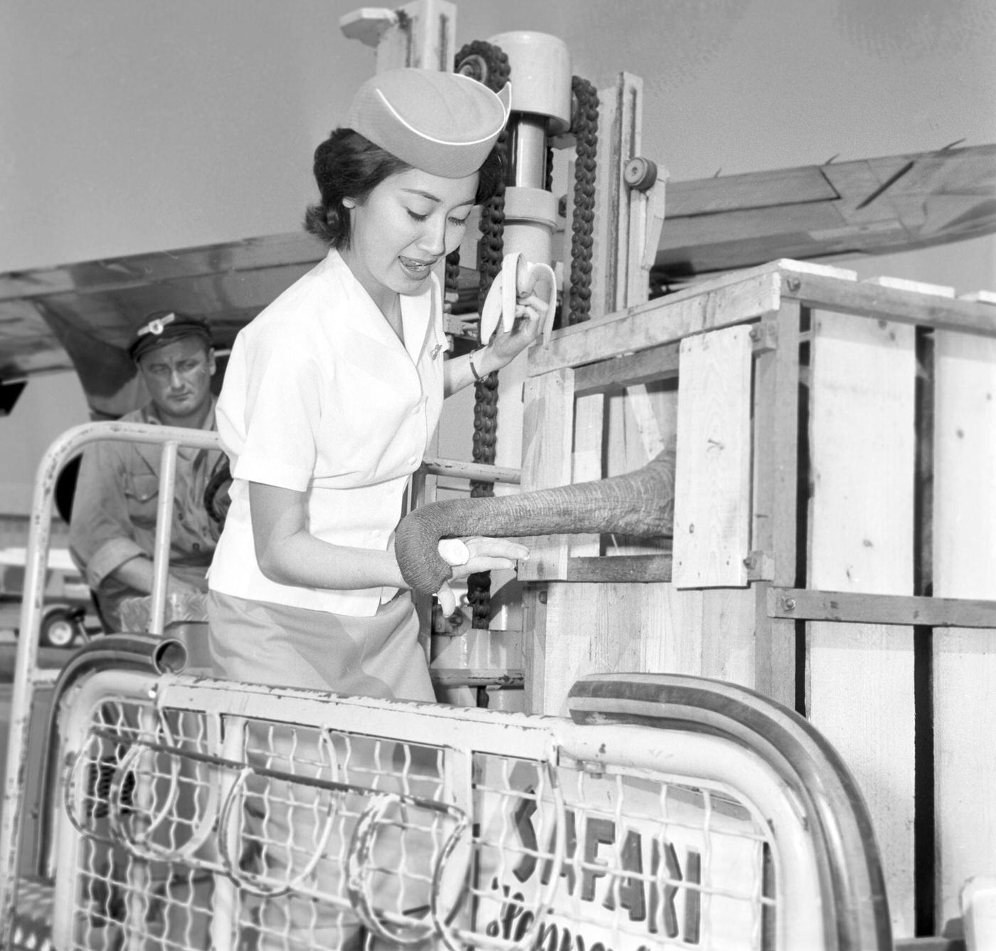 Stewardess offers relief to elephant from show, 1963.