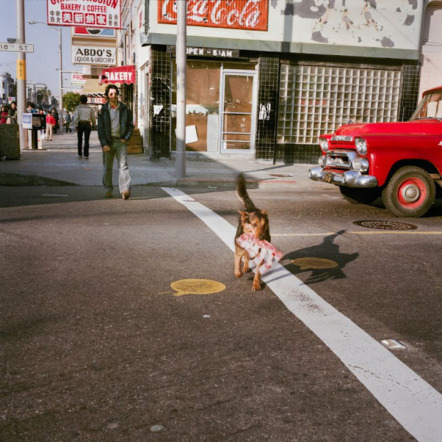 Dog with Ribs, Mission at 18th Street, 1984