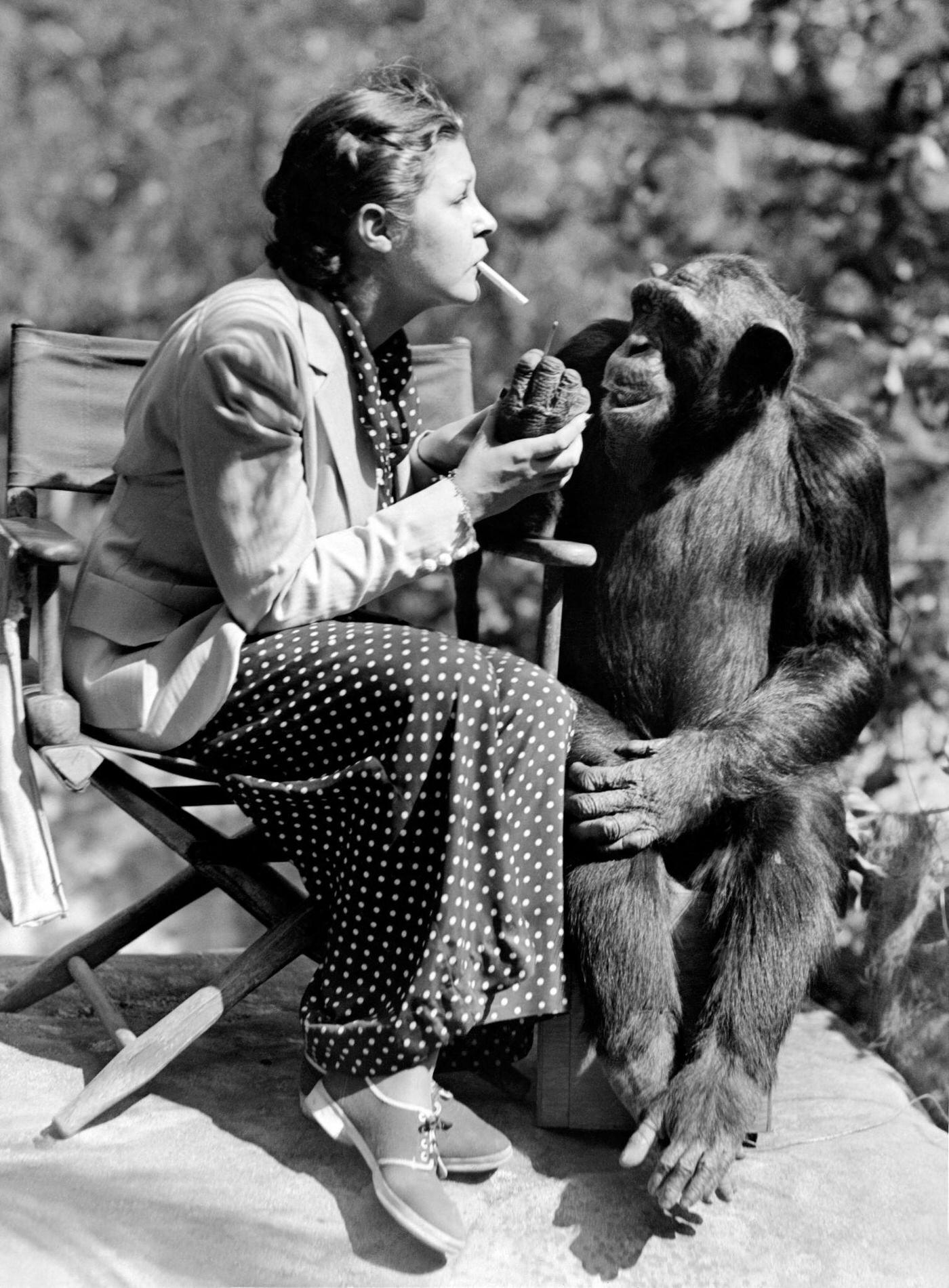 American comic actress Martha Raye pictured with a Chimpanzee on the filming of "The Big Broadcast of 1937", 1936