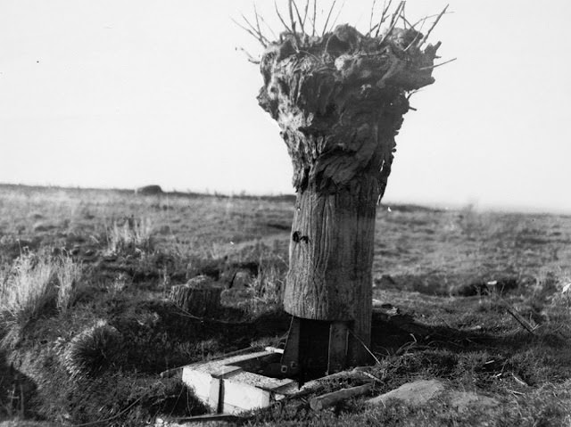 Camouflage Trees: The Silent Observers of World War I