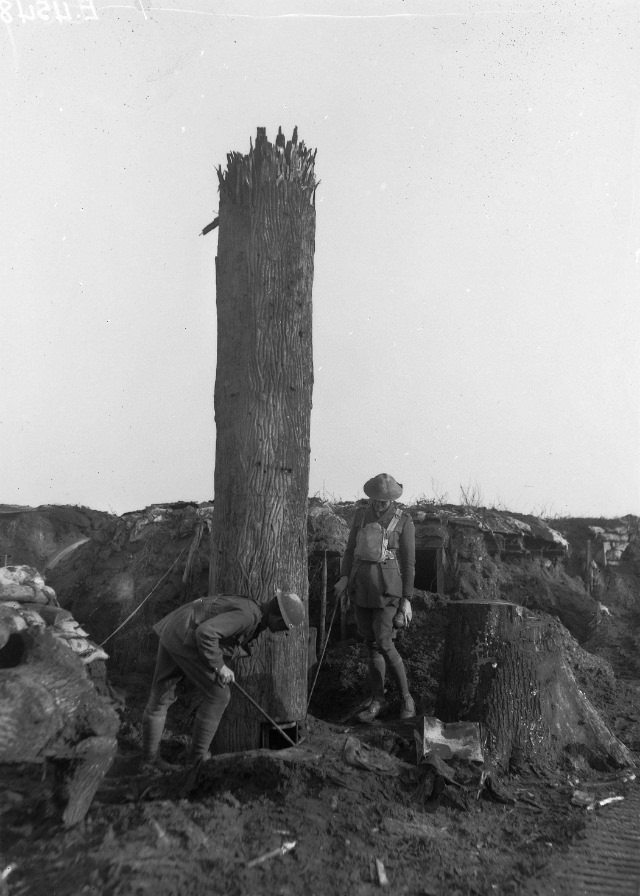 Camouflage Trees: The Silent Observers of World War I