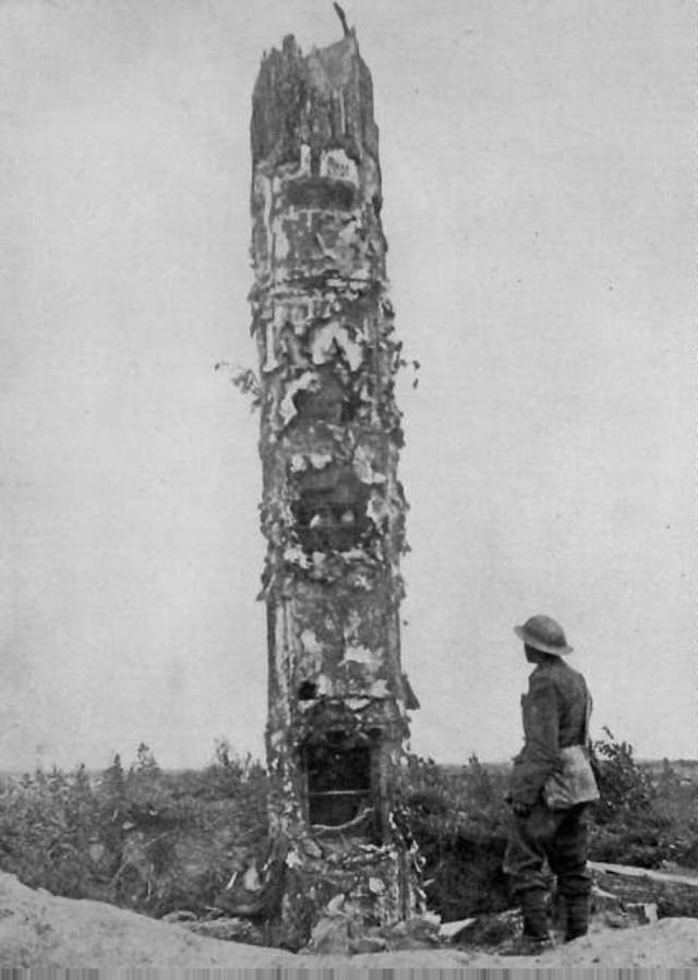 Camouflage Trees: The Silent Observers of World War I