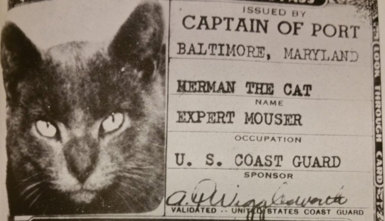 Meet Herman the Cat, who became an official member of the US Coast Guard during World War II and received his own ID Card