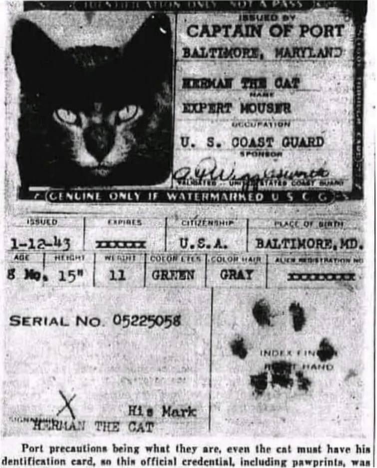 Meet Herman the Cat, who became an official member of the US Coast Guard during World War II and received his own ID Card