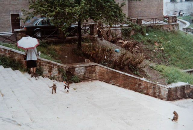 Wild cats, Rome, 1985
