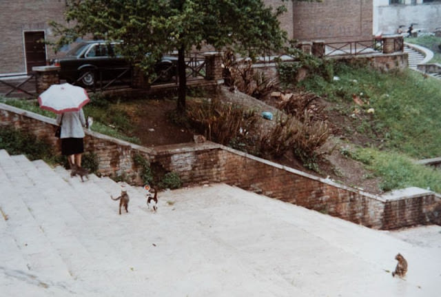 Wild cats, Rome, 1985