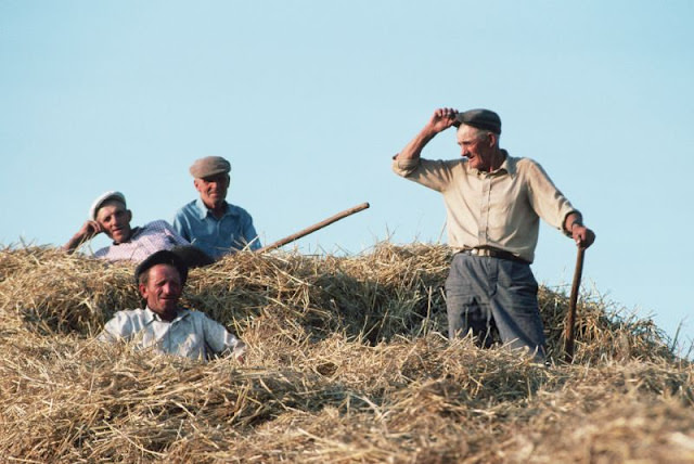 Farmers harvesting wheat on collective farm, Lviv, Ukraine, 1991