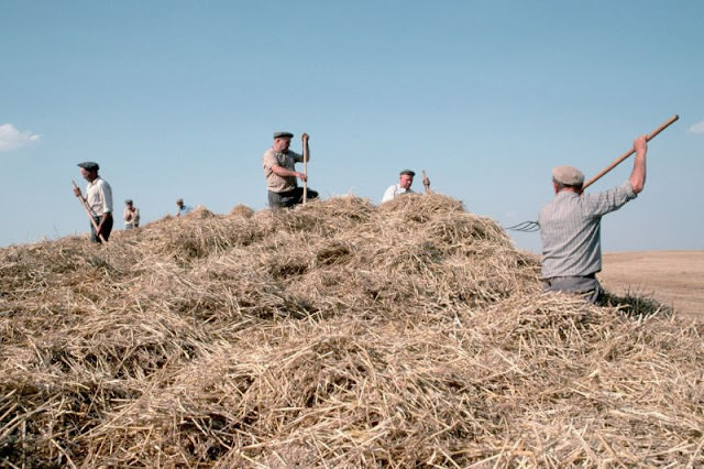 Farmers harvesting wheat on collective farm, Lviv, Ukraine, 1991