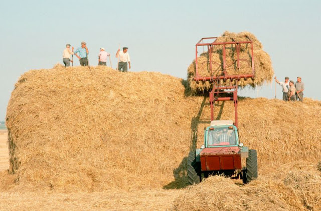 Wheat harvest on a collective farm, Lviv, Ukraine, 1991