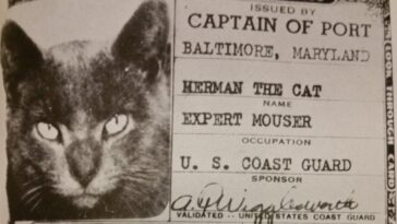 Herman the Cat