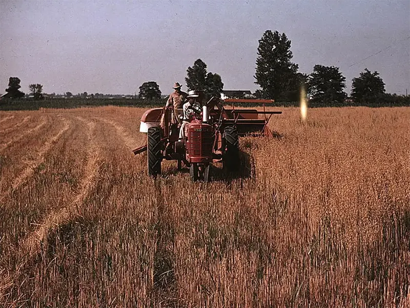 Oat harvesting in southeastern Georgia, circa 1940.