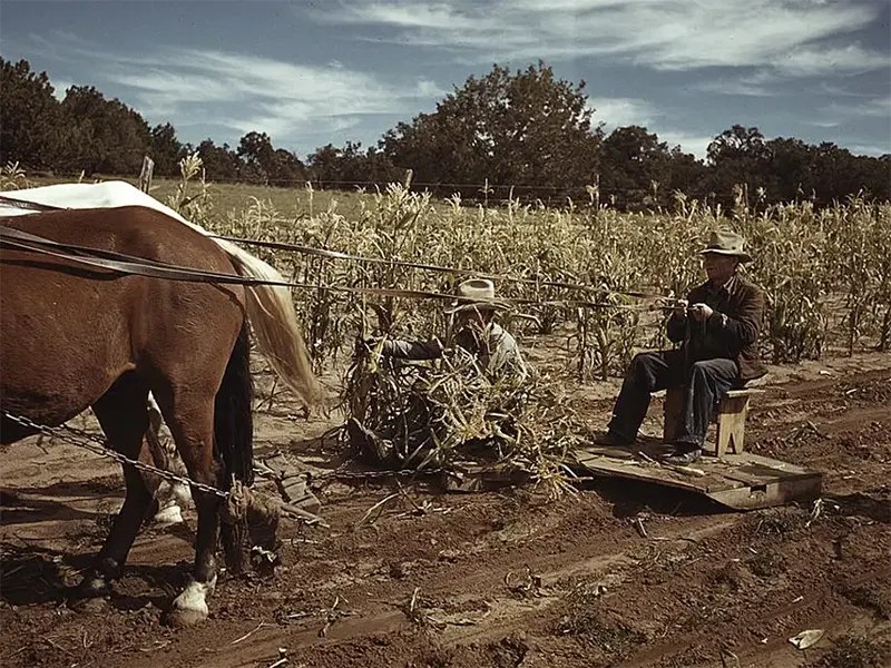 Corn harvesting in Pie Town, NM, 1940.