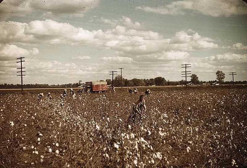 Cotton picking near Clarksdale, MS, 1939.