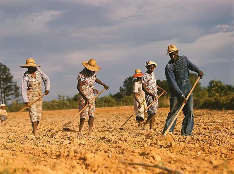 Cotton chopping near White Plains, GA, 1941.