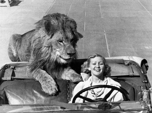 Ruby Wood takes her 300-pound lion for a daily roadster ride in Venice, California, 1930s.