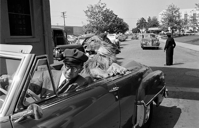 Sidney Franklin Jr. chauffeurs his new star, Hollywood lion Fearless Fagan, 1951.