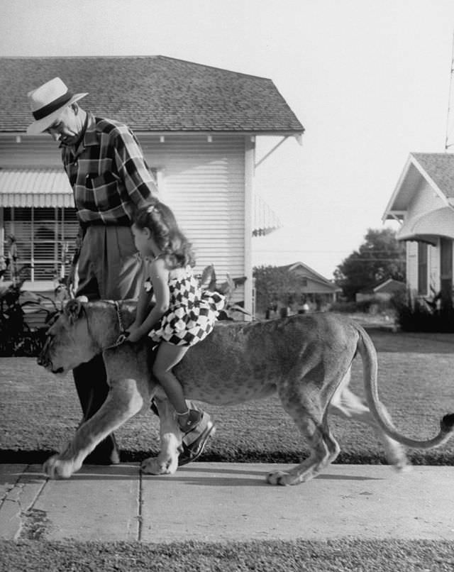 Pet lion Blondie gives a piggyback ride to a neighbor girl in Texas, 1955.