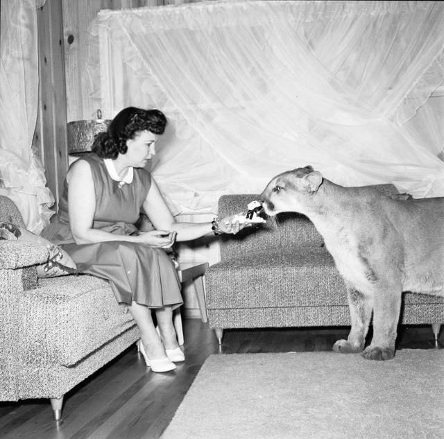 Mrs. Verna Koontz plays with her pet mountain lion Kimbo in her living room, 1956.