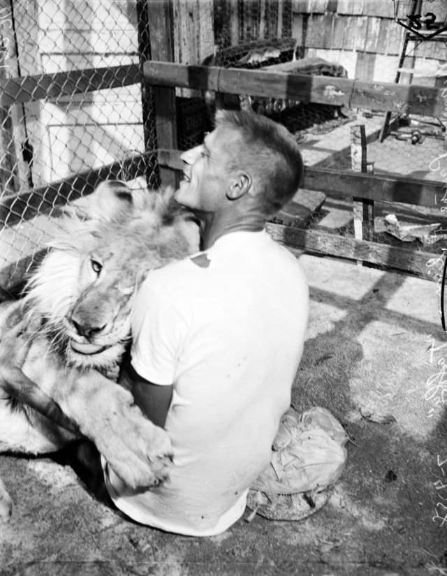 Norman Payne frolics with his pet lion at home, 1958.