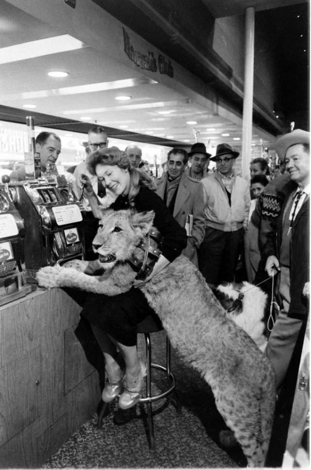 Crowd watches a woman pet a lion cub in Nevada, 1959.