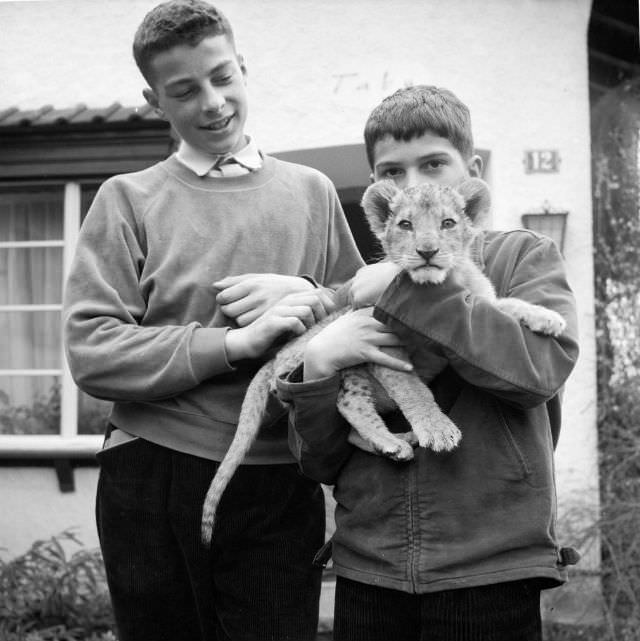 Two boys walk their pet lion in Zug, Switzerland, 1959.