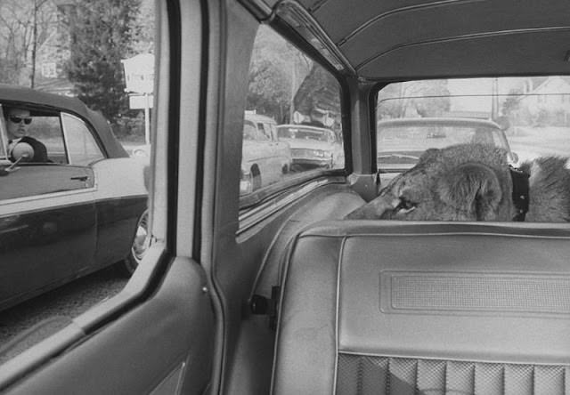 Howard Sautter drives downtown with his pet lion in the backseat, 1964.