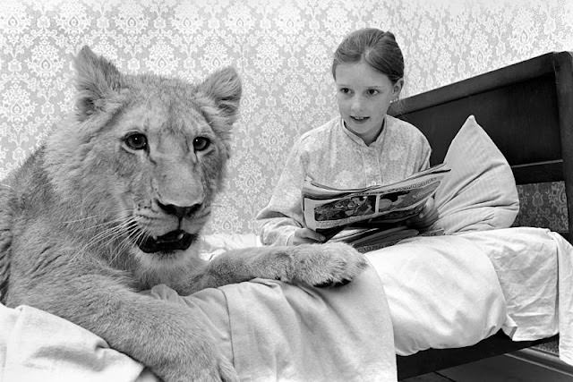 Yvonne Clarke shares her bed with her pet lion Leonie, 1972.