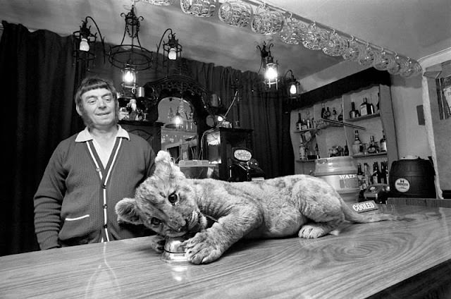 Sheba the lion cub rings a bell on a pub's bar counter in Denbighshire, 1972.