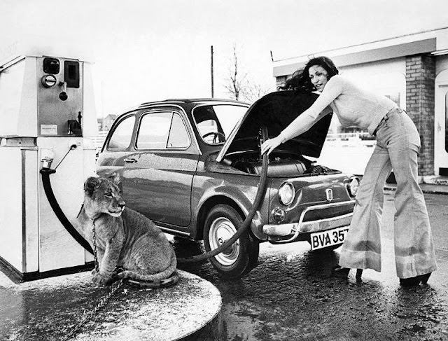 Tom Gillespie's lion cub Leo sits by a petrol pump, 1975.