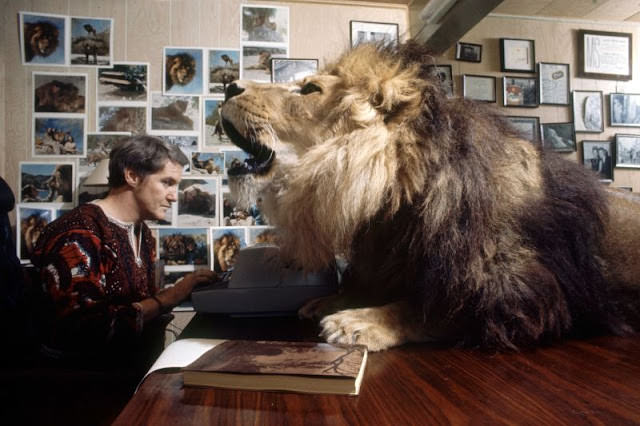 Noel Marshall types as his pet lion Neil watches over him, Sherman Oaks, 1971.