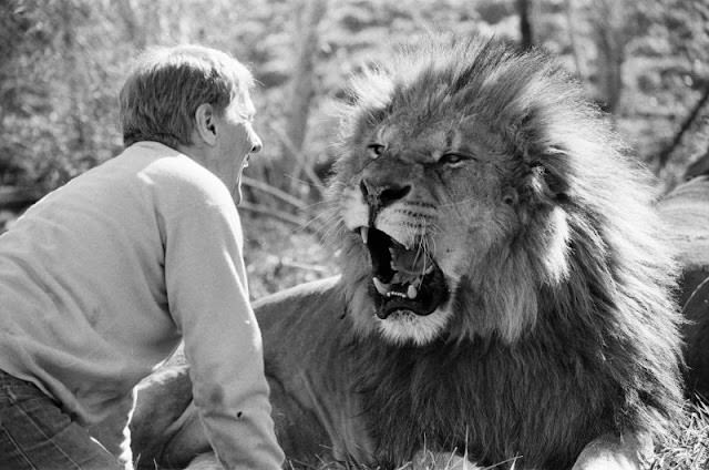 Noel Marshall at his San Fernando Valley animal compound, 1982.