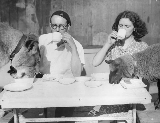 'Tornado' Smith and wife enjoy tea with their pet lion and lamb in Southend, 1936.