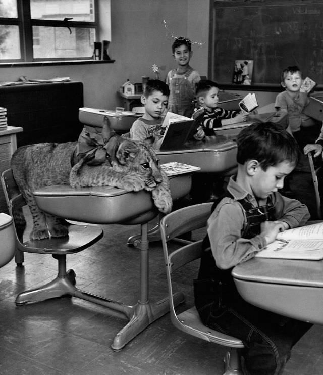 Tommy the lion cub joins a second-grade class at Alta Brown School, Kansas, 1951.