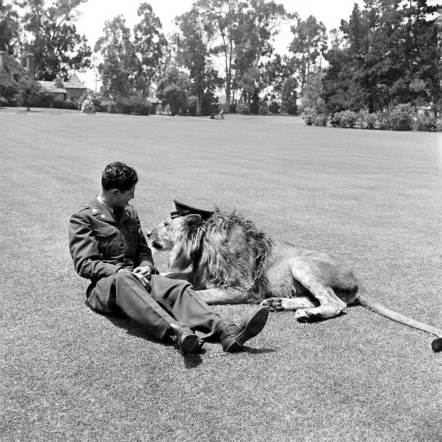Pvt. Floyd Humeston's pet lion Fearless Fagan wears his hat, 1951.
