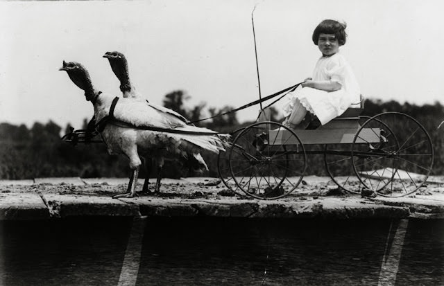 Girl in Cart Pulled by Two Turkeys, 1909