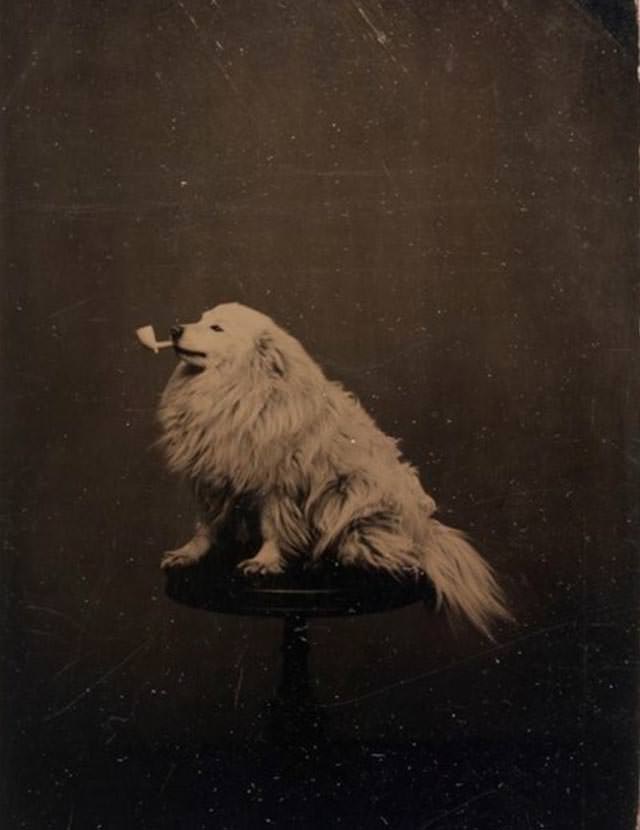 Dog Posing with a Pipe, 1875
