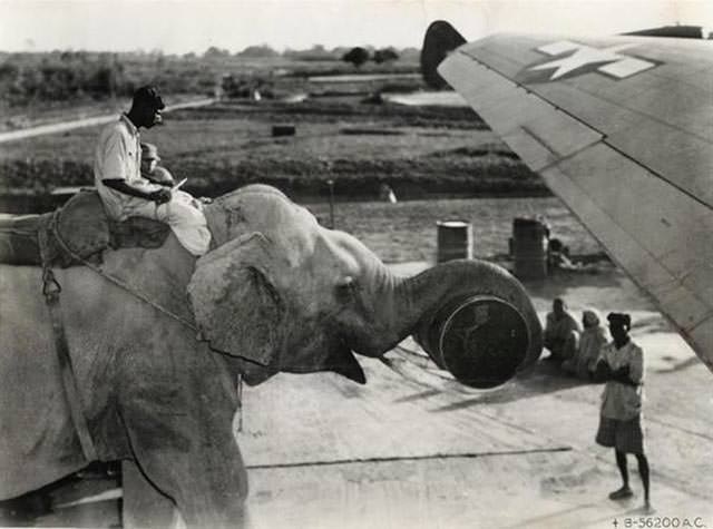 Elephant Loading Supplies onto an American Plane, 1945
