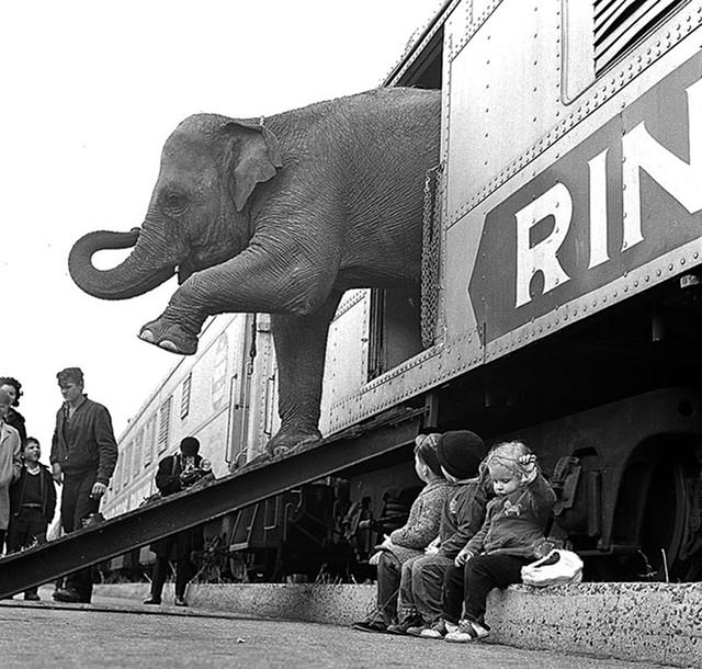 Circus Elephant Exiting a Train Car, 1963