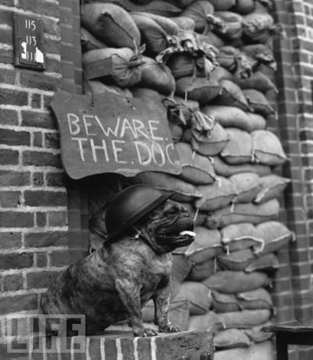 British Bulldog Guards Barricaded Home During the Blitz, 1939-1945