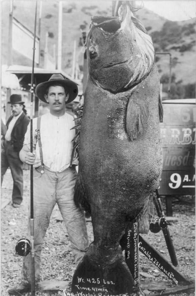 Edward Llewellen Catches World’s Largest Black Sea Bass, 425 lbs, 1903