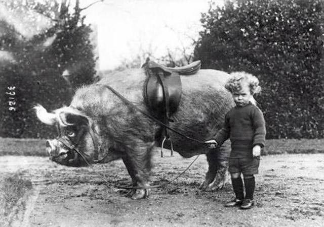 Boy Stands Next to His Riding Boar, 1930s