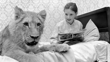 Pet lions from the past