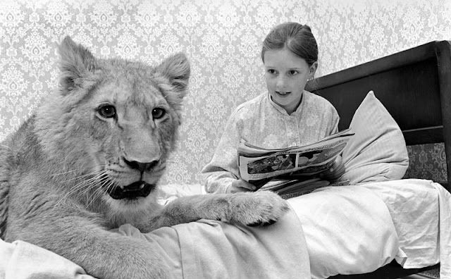 Pet lions from the past