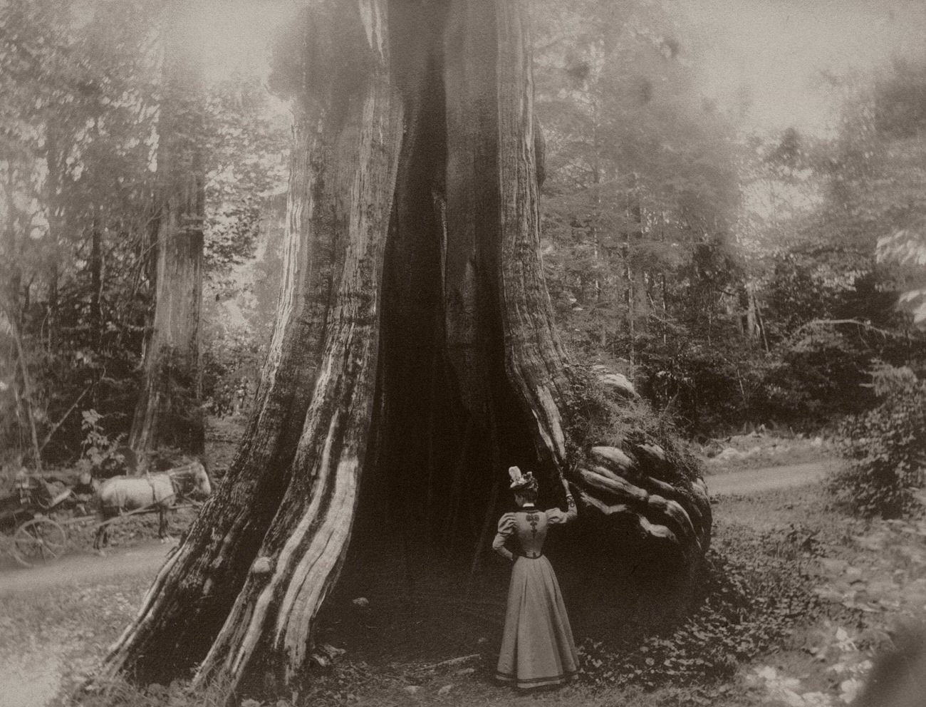 Visitor admiring a large cedar tree in Stanley Park.