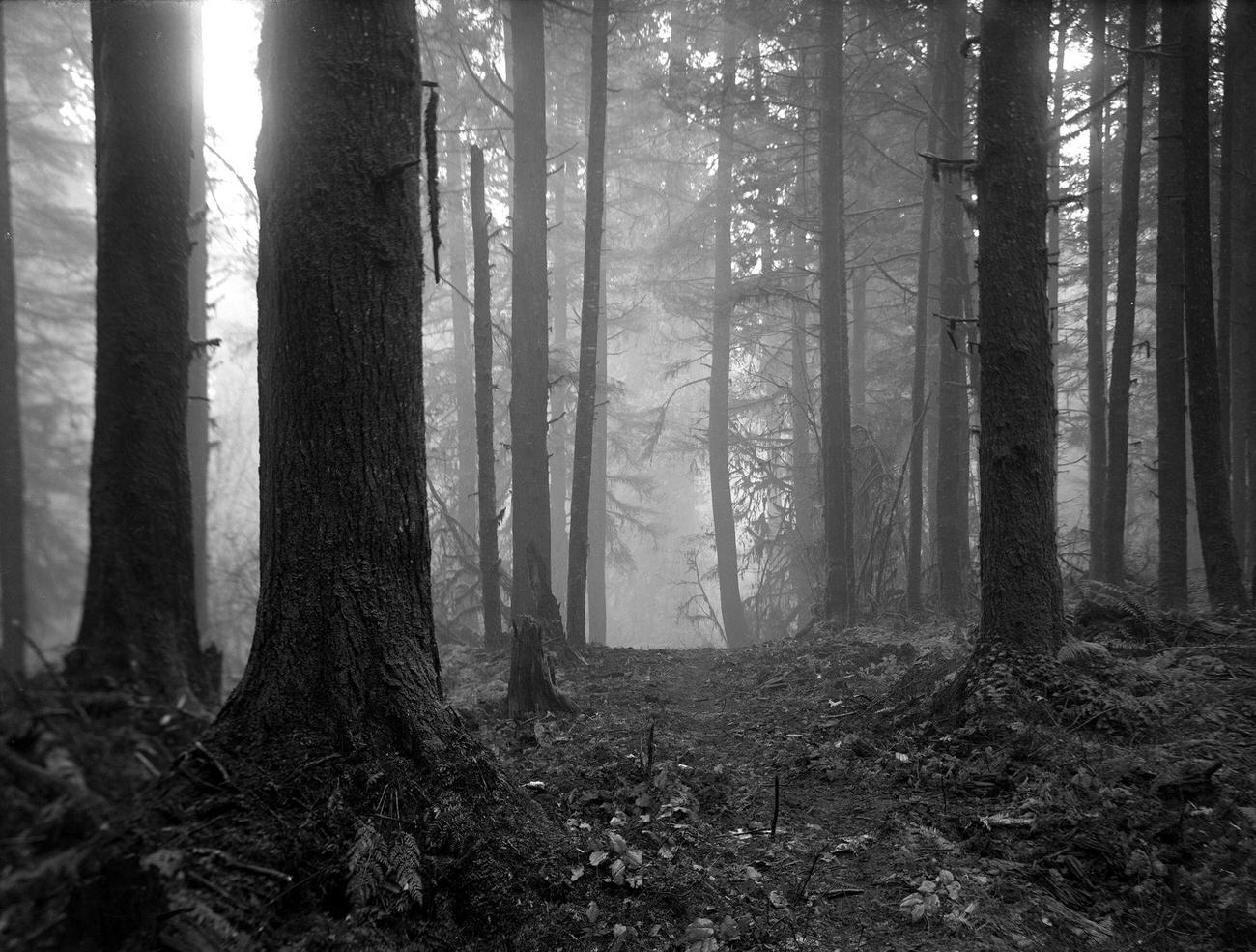 Virgin Forest in Stanley Park, Vancouver, 1912.