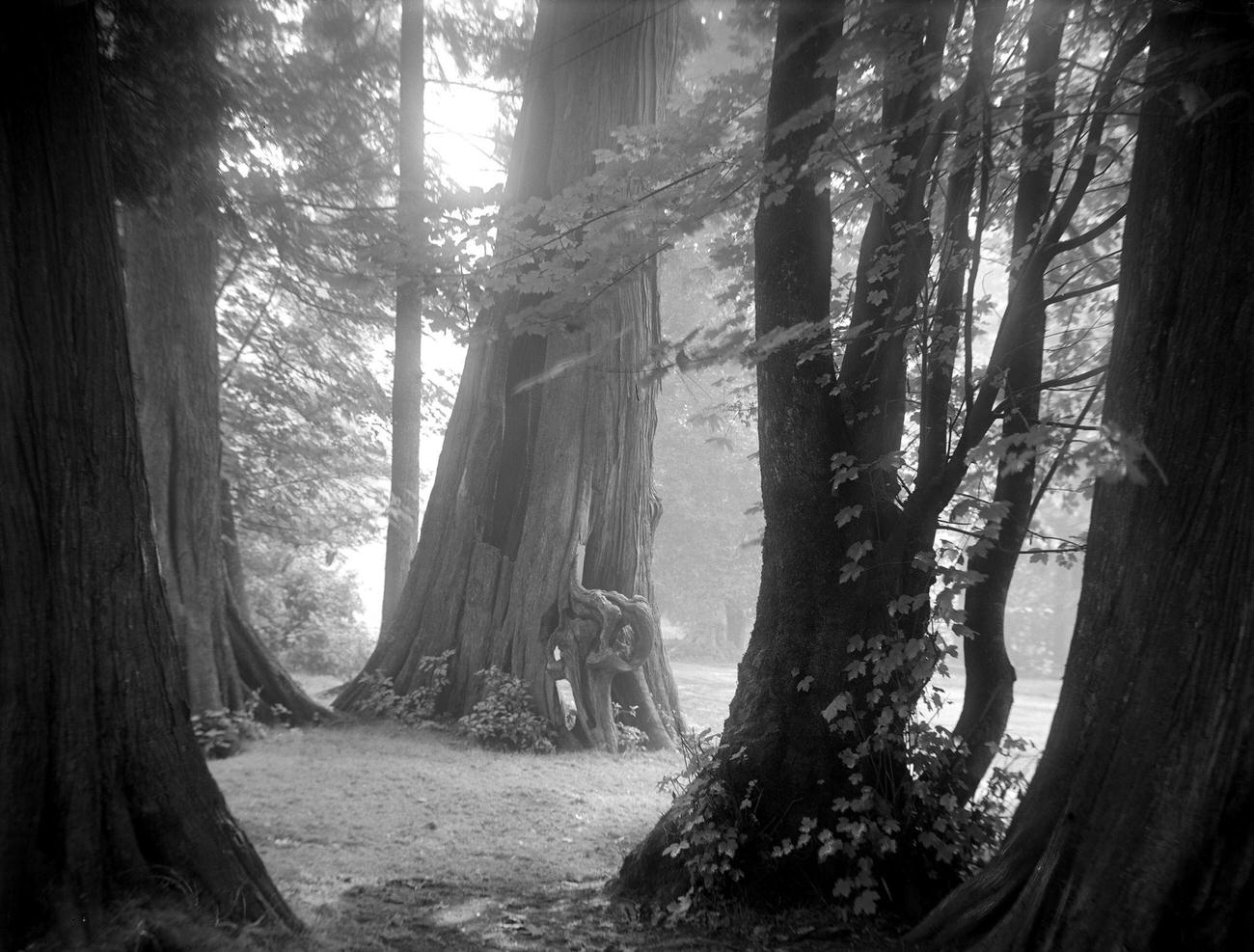 'Among Friends' in Stanley Park, Vancouver, 1912.