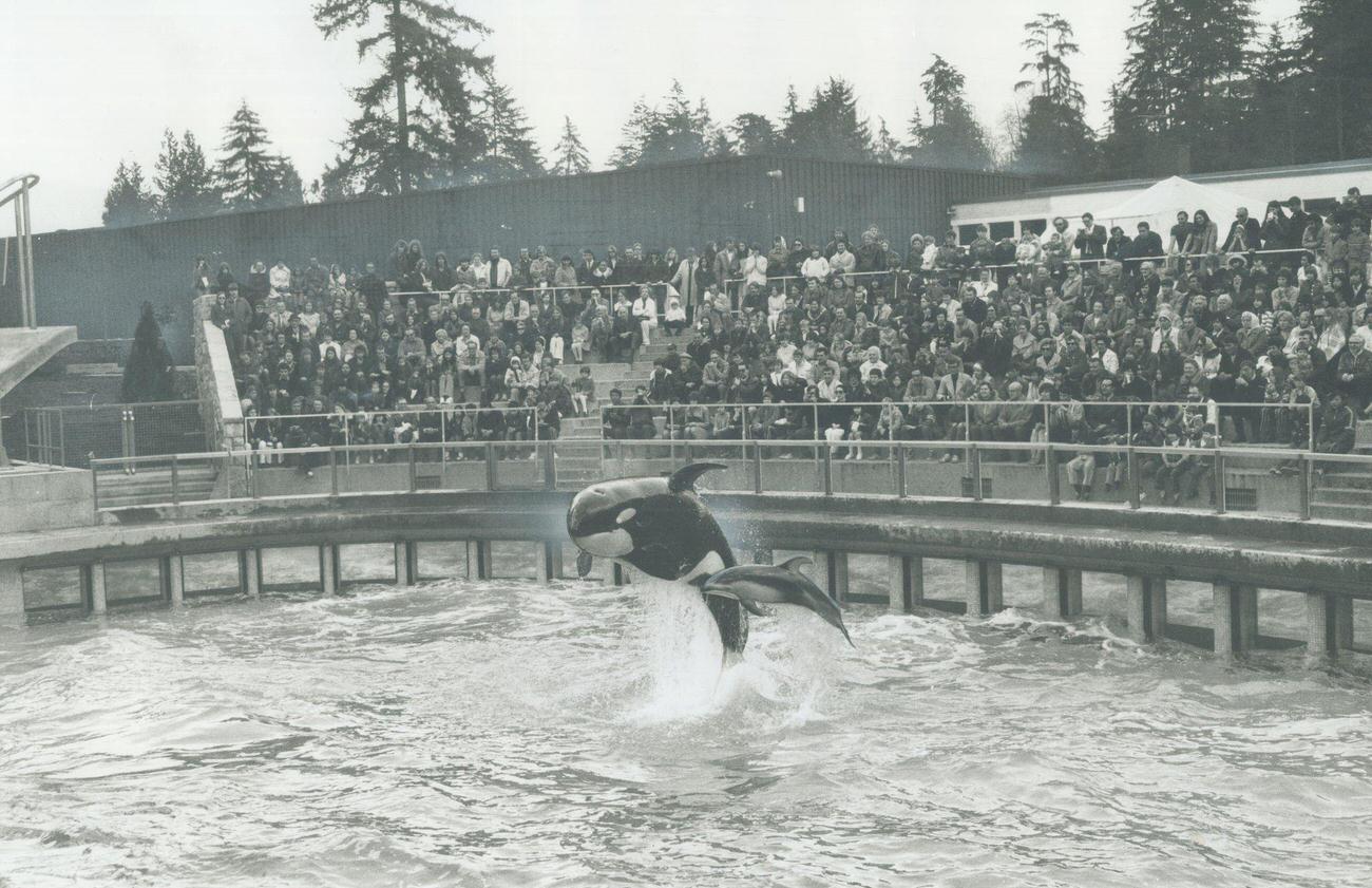 New Aquarium acts with killer whales and porpoises, Stanley Park, Vancouver, 1970.