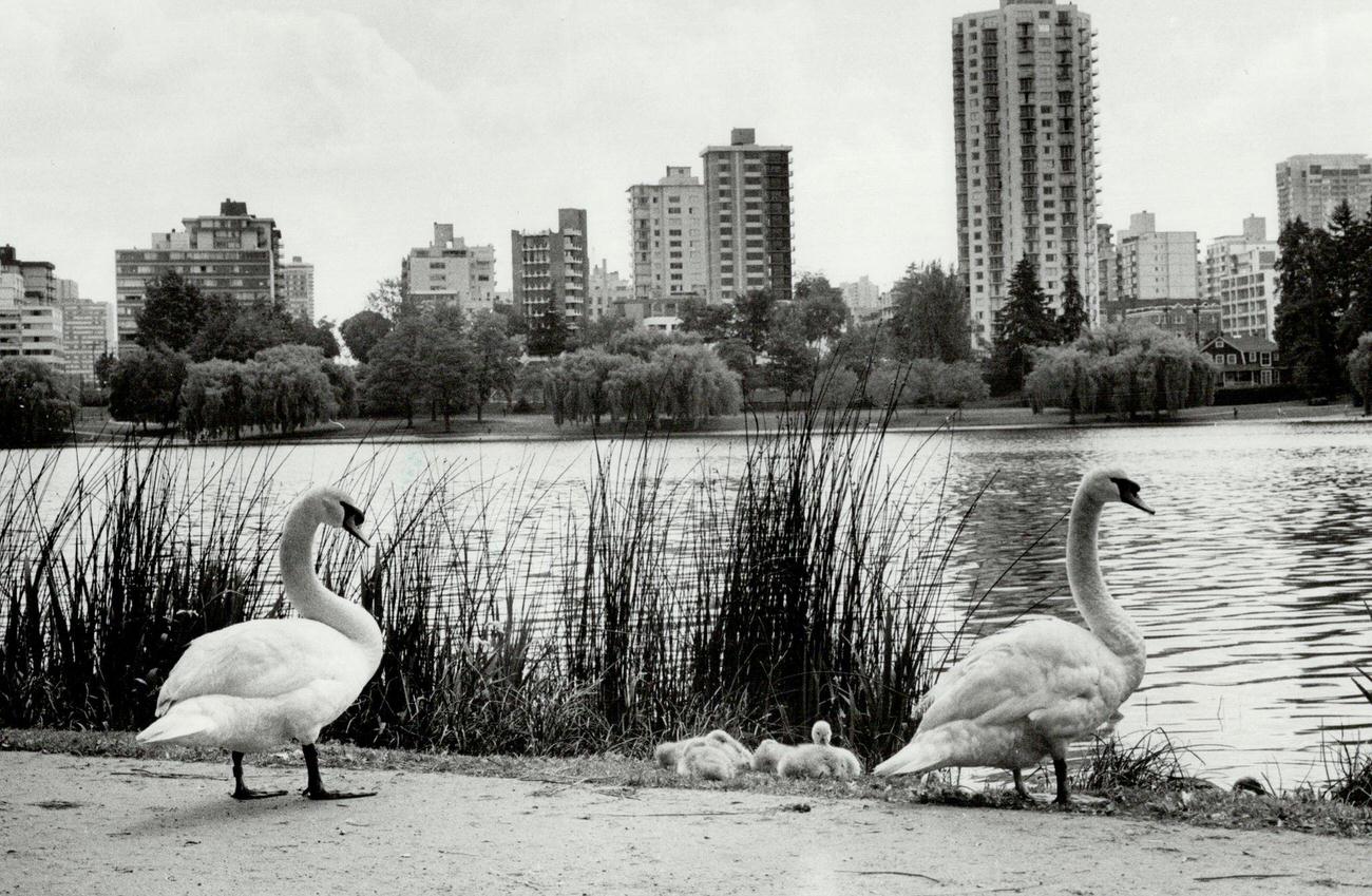 Birds in Stanley Park's Vancouver, 1970.