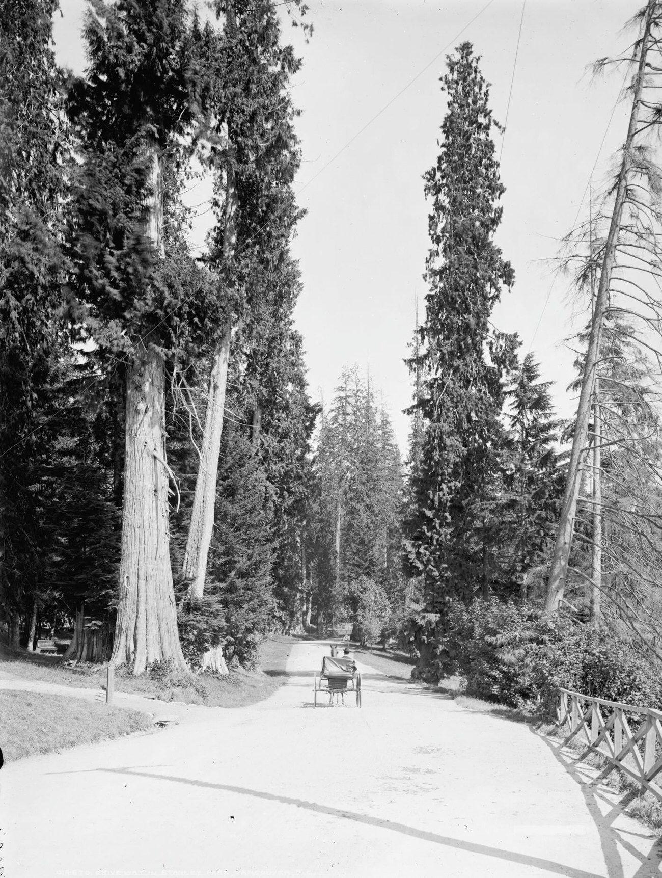 Driveway in Stanley Park, Vancouver, 1902.