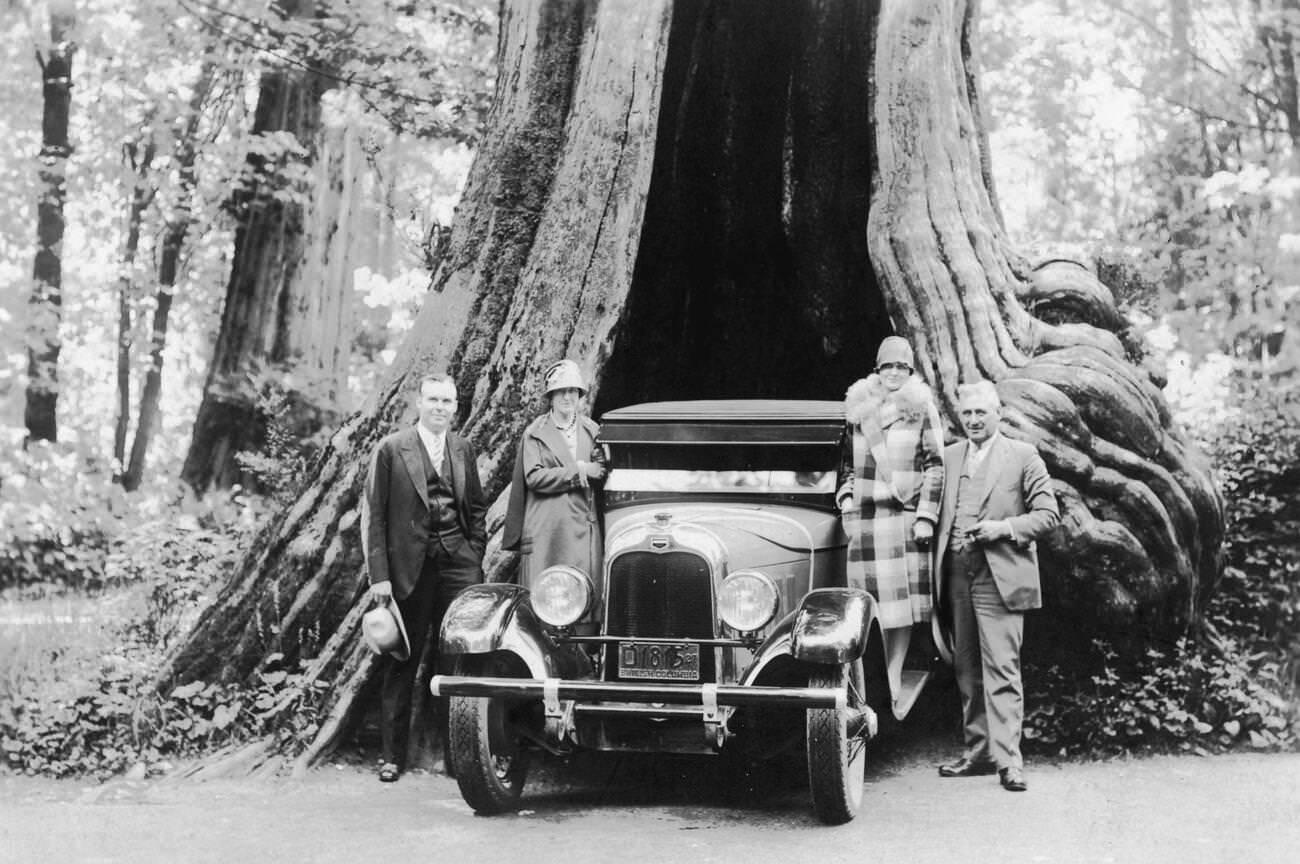 Car backed into Hollow Tree, Stanley Park, Vancouver, 1920.